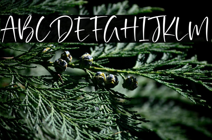 Rustic Homes Example 2