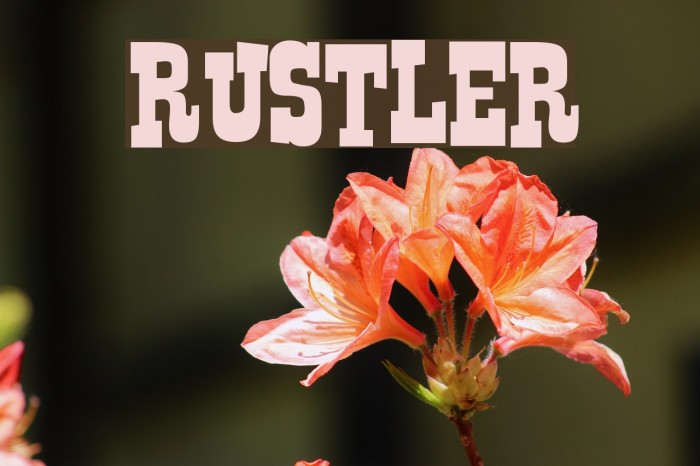 Rustler Font examples