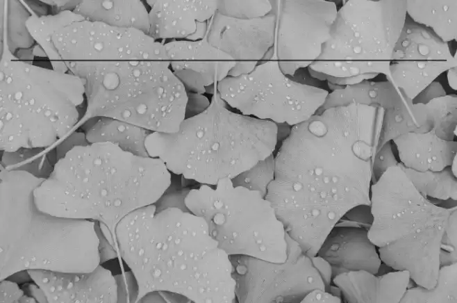 Rusty Fever_Condensed Regular Font examples