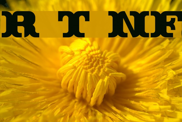 Rutin Tutin NF Font examples