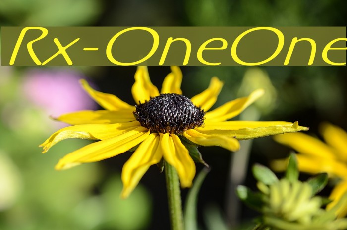 Rx-OneOne Polices examples