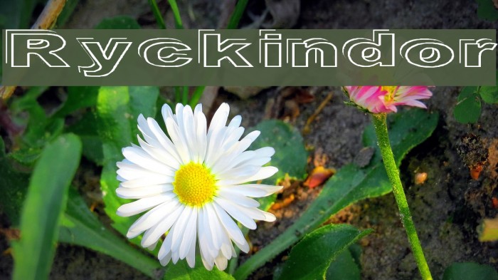 Ryckindor Font examples