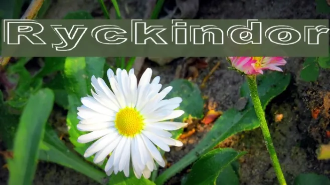 Ryckindor Example 2