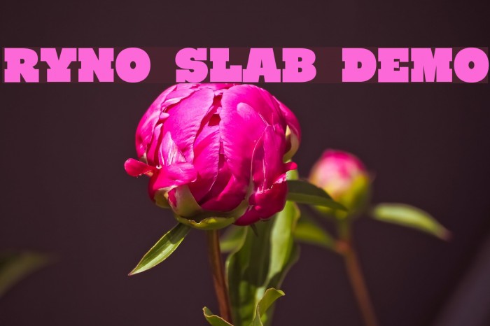 Ryno Slab [Demo] Example 1