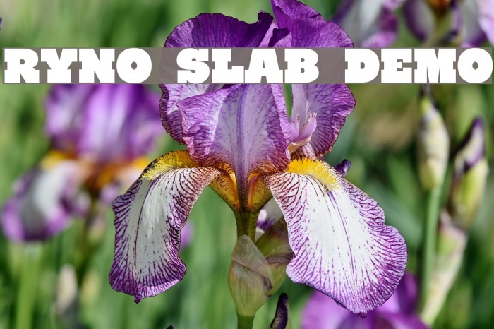 Ryno Slab [Demo] Example 2