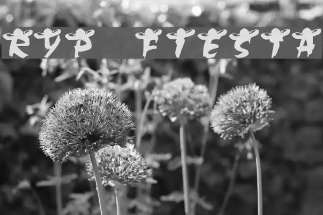 ryp_fiesta2 Font examples