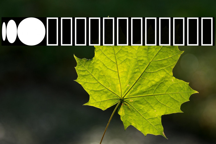 S10 Beehome Mark BH 1 Example 1