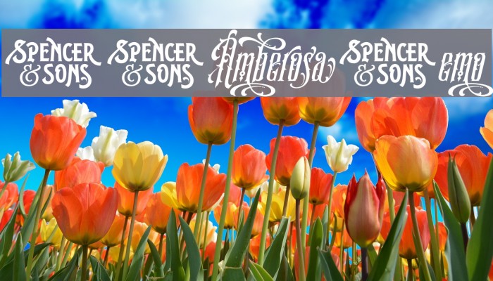 S&SAmberosaDemo Font examples