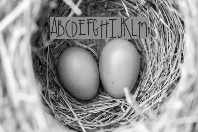 SA_Cacti Font examples