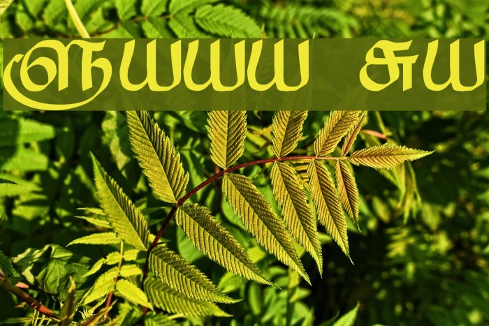 Saavaeri Regular Font examples