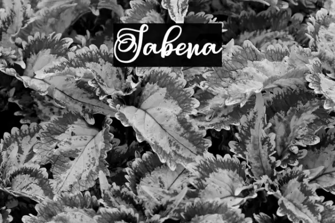 Sabena Font examples