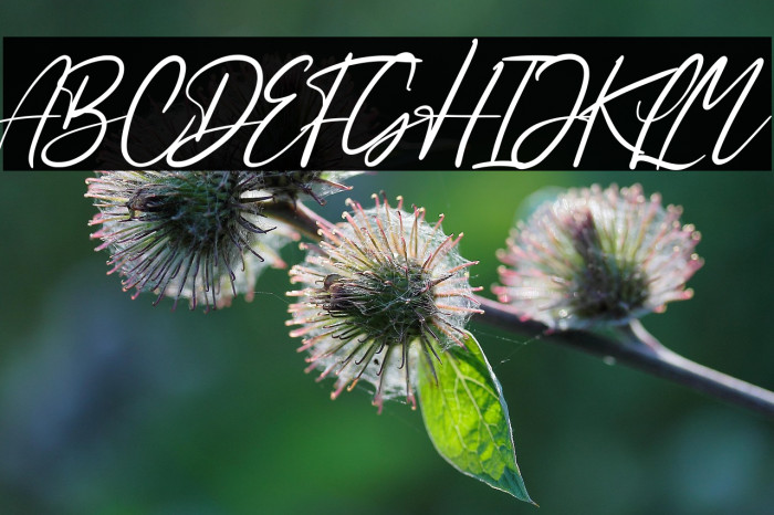 Sabeny Betranss Example 1