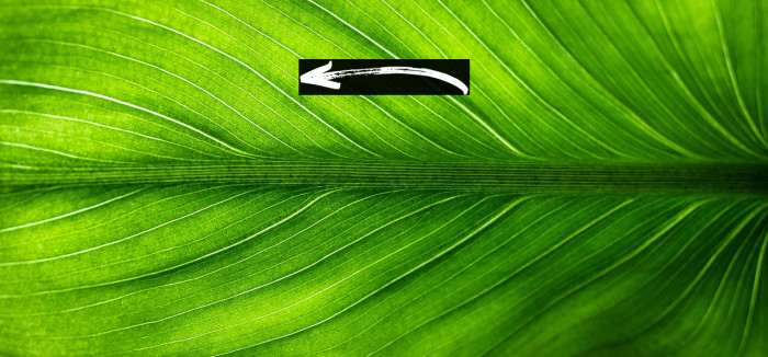 Sabertooth Swashes Example 2