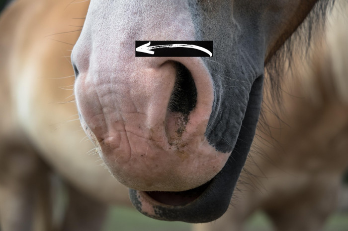 Sabertooth Swashes Example 3