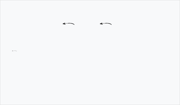 Sabertooth Swashes Business Card