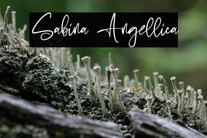 Sabina Angellica Example 2