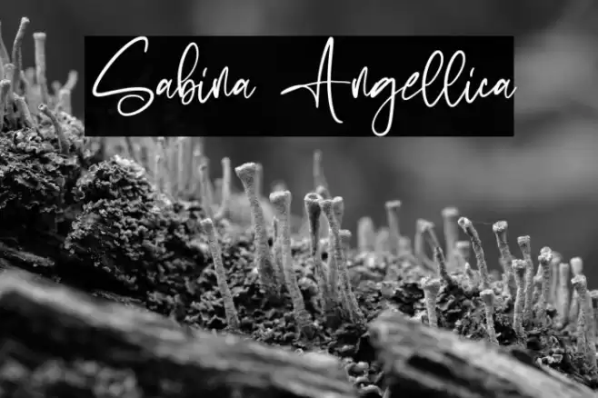 Sabina Angellica Font examples