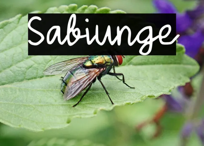 Sabiunge Example 2