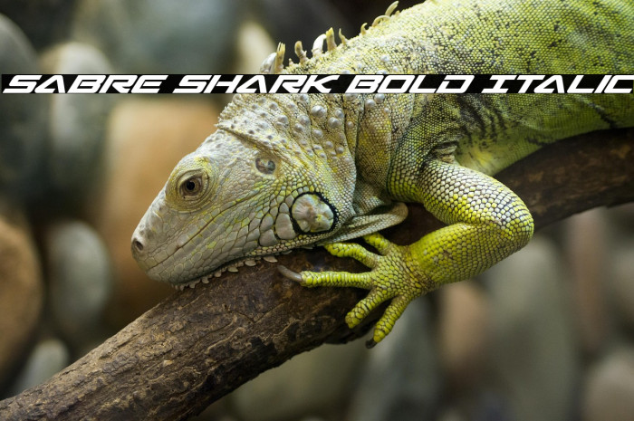 Sabre Shark Bold Italic Example 3