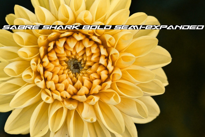 Sabre Shark Bold Semi-Expanded Example 2