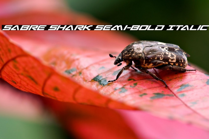 Sabre Shark Semi-Bold Italic Example 2