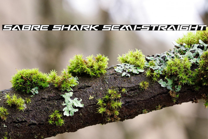 Sabre Shark Semi-Straight Example 3