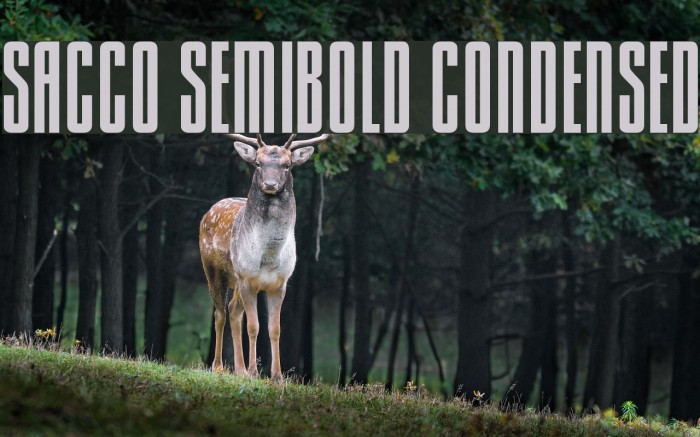 Sacco SemiBold Condensed Font examples