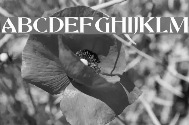 Saccule Font examples