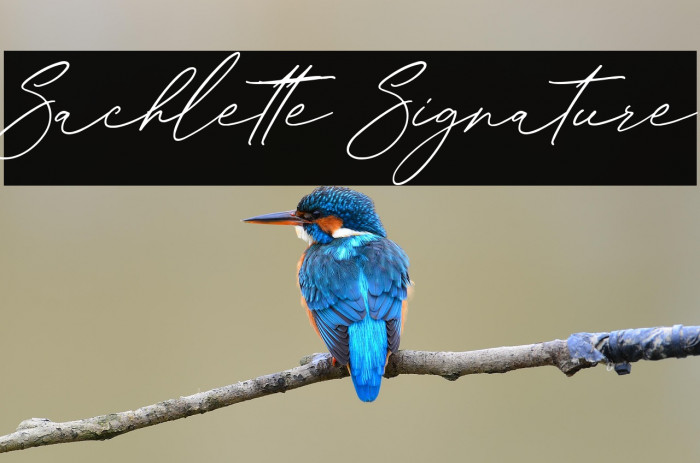 Sachlette Signature Example 3