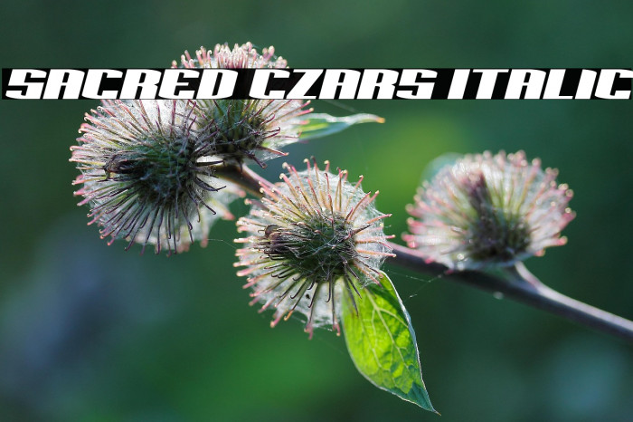 Sacred Czars Italic Example 3