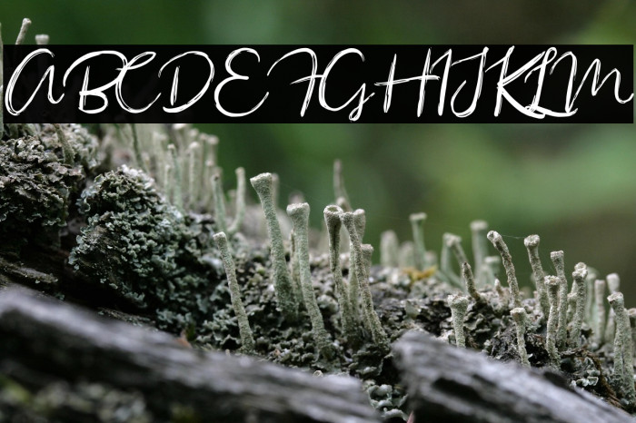 Sacreditty Example 3