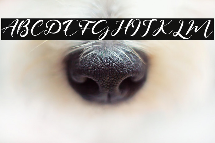 SageLeaves Example 1