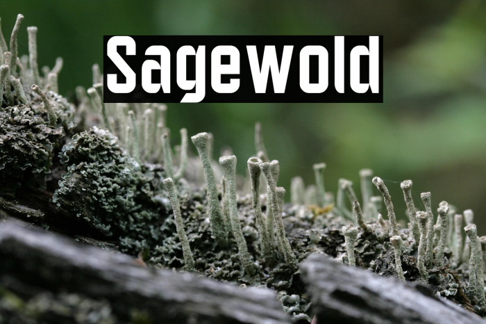 Sagewold Example 1