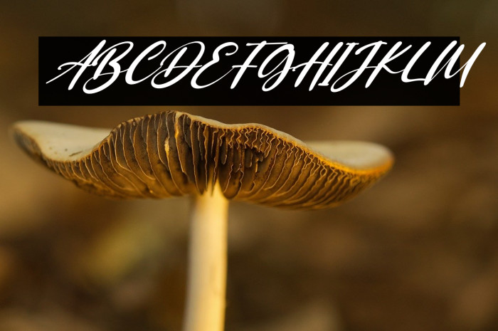 Saggitarius Italic Example 2