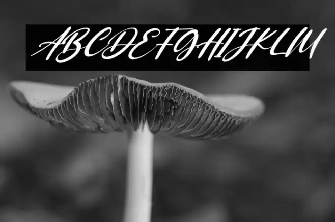 Saggitarius Italic Font examples