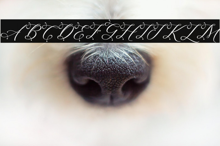 SagitaScript Example 3