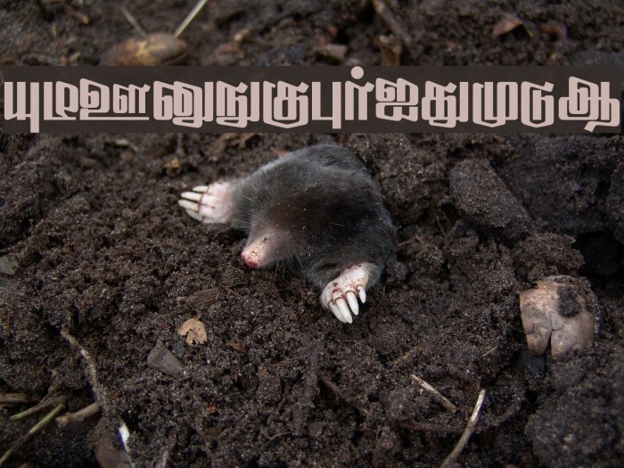 Sahaanaa Regular Example 1