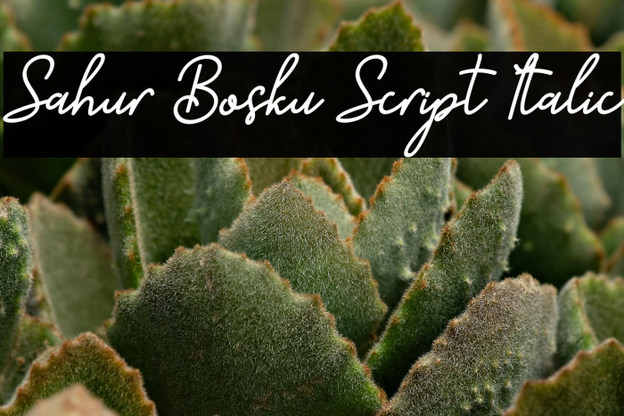 Sahur Bosku Script Italic Example 2