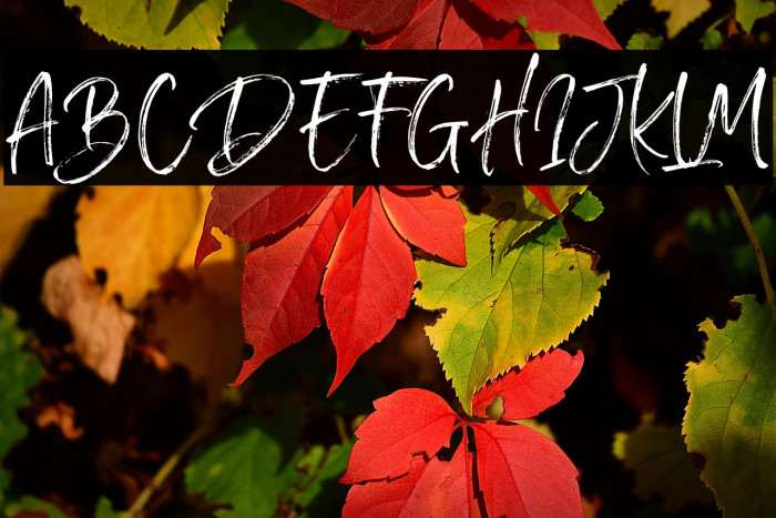 SailRoyals Example 1