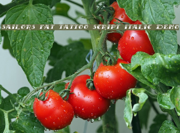 Sailor's Fat Tattoo Script Italic Demo Font examples