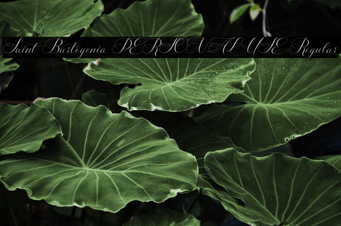 Saint Bartogenia PERSONAL USE Regular Example 3