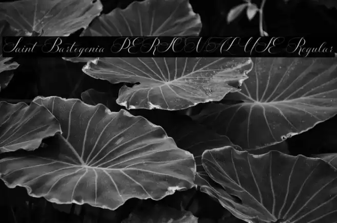 Saint Bartogenia PERSONAL USE Regular Font examples