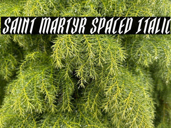 Saint Martyr Spaced Italic Example 3