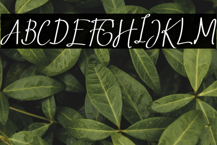 Saint Petersburg 2 - Italic Example 3