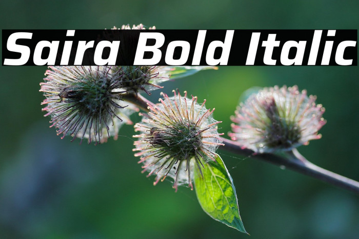 Saira Bold Italic Example 3