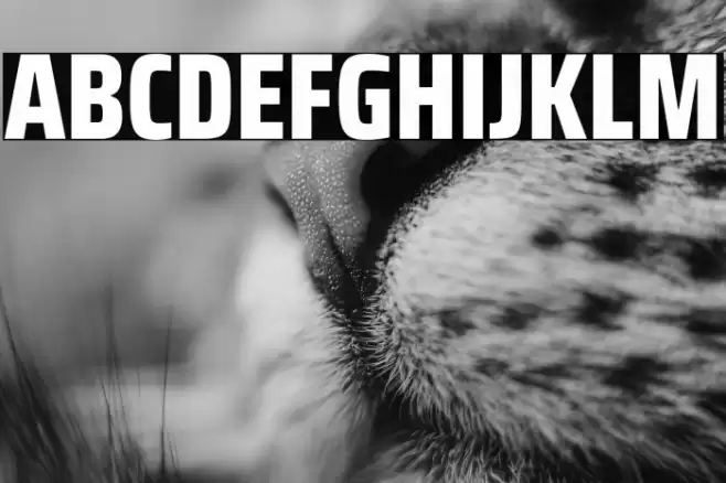 Saira Condensed ExtraBold Font examples