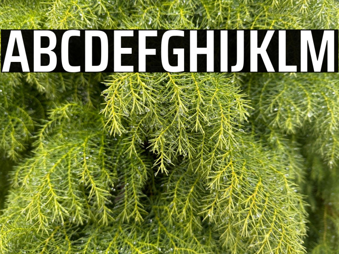 Saira Condensed SemiBold Example 2