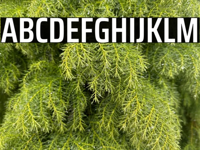 Saira Condensed SemiBold Example 2