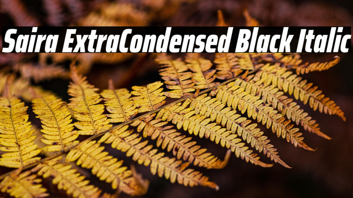 Saira ExtraCondensed Black Italic Example 1