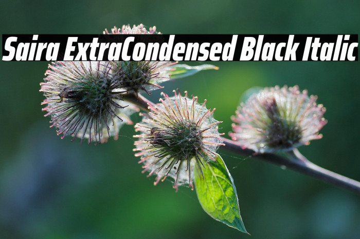 Saira ExtraCondensed Black Italic Example 3